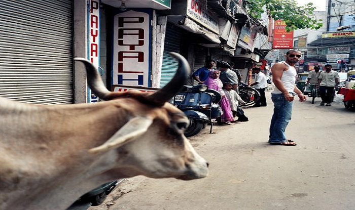 a-cow-in-the-street-of-haryana